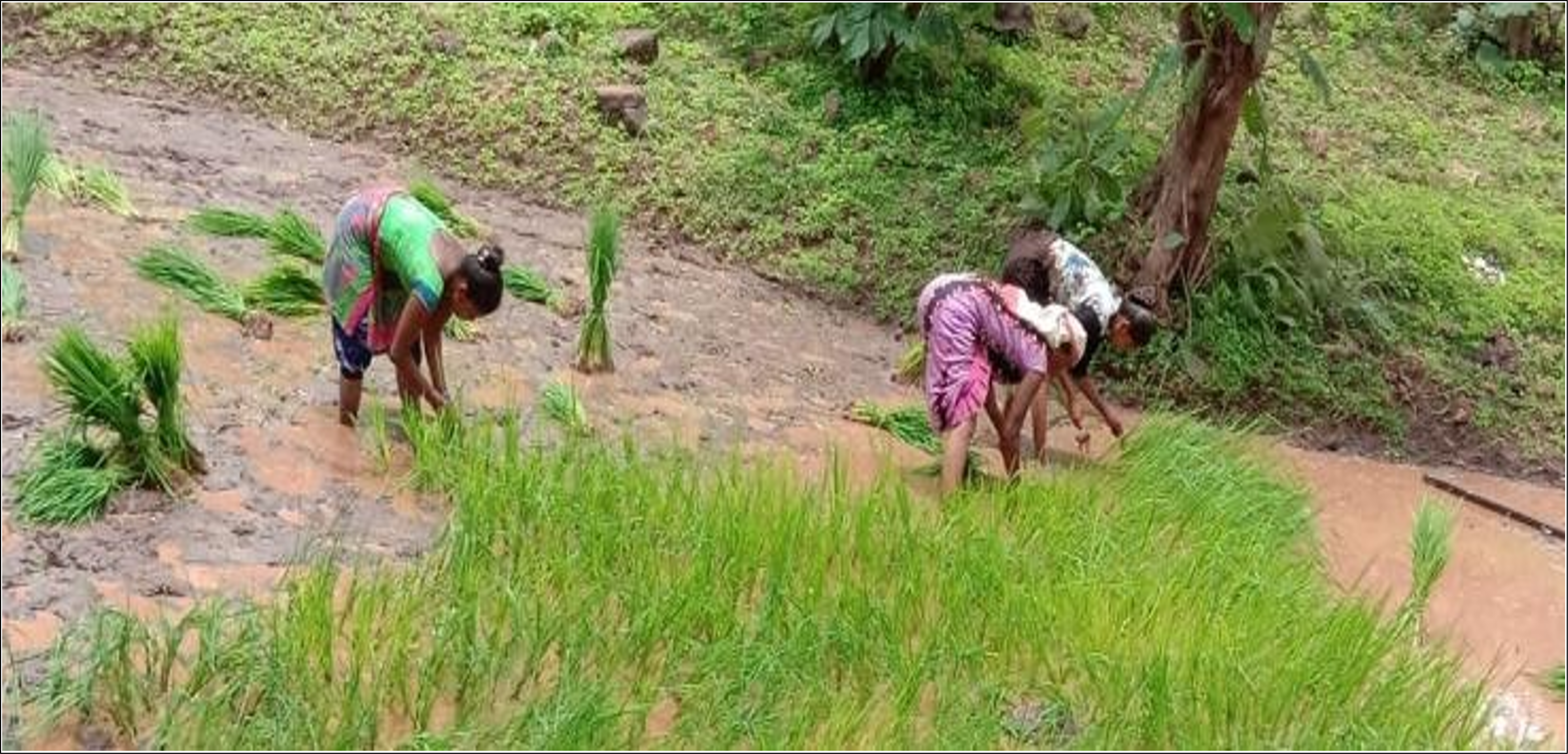 Micro-Agriculture Project – Sindoni